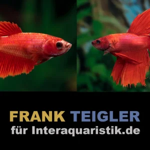 Sale Paar: Halfmoon Kampffisch Bright Red, Betta splendens